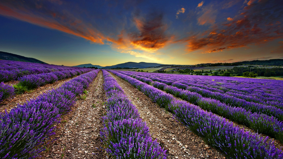 Lavender Field by Crazy Lense...Dawn in a lavender field nr Sault, the Vaucluse, Provence, France. источник: http://goo.gl/WEkLx